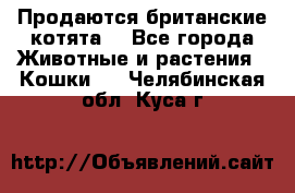 Продаются британские котята  - Все города Животные и растения » Кошки   . Челябинская обл.,Куса г.